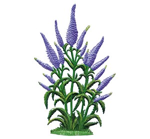 Wilhelm Schweizer "Purple Speedwell" 