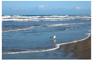 Riverbend  "Lone Gull in Shallow Waves" Glitter Card 